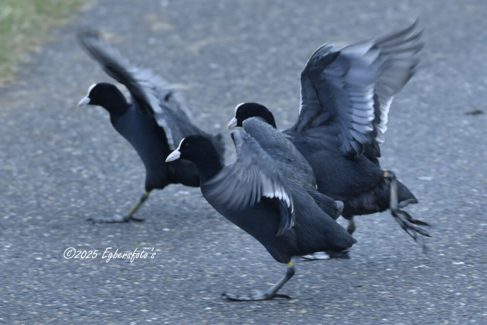 overstekende meerkoeten