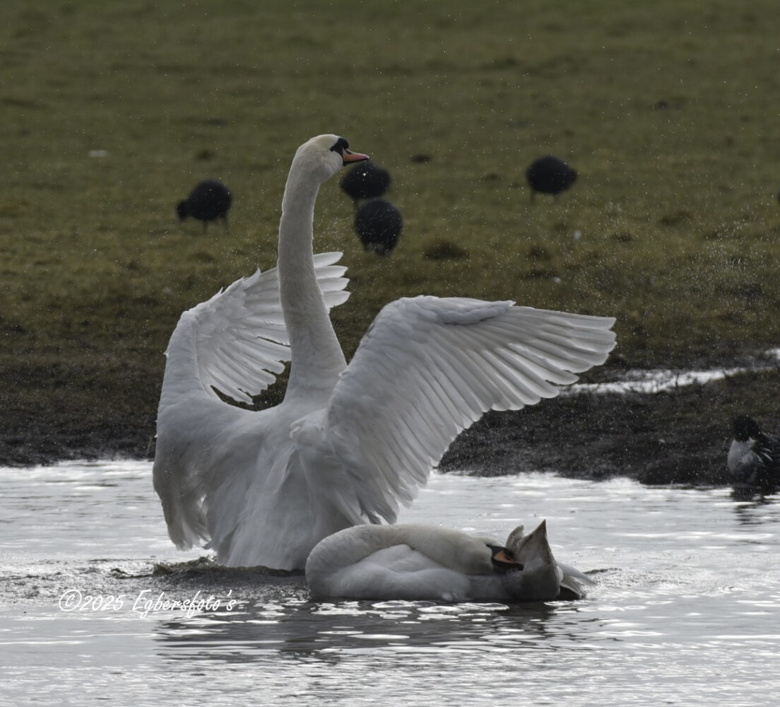 Zwaan in de poel bij de Malebrug (fietsbrug Soest) 