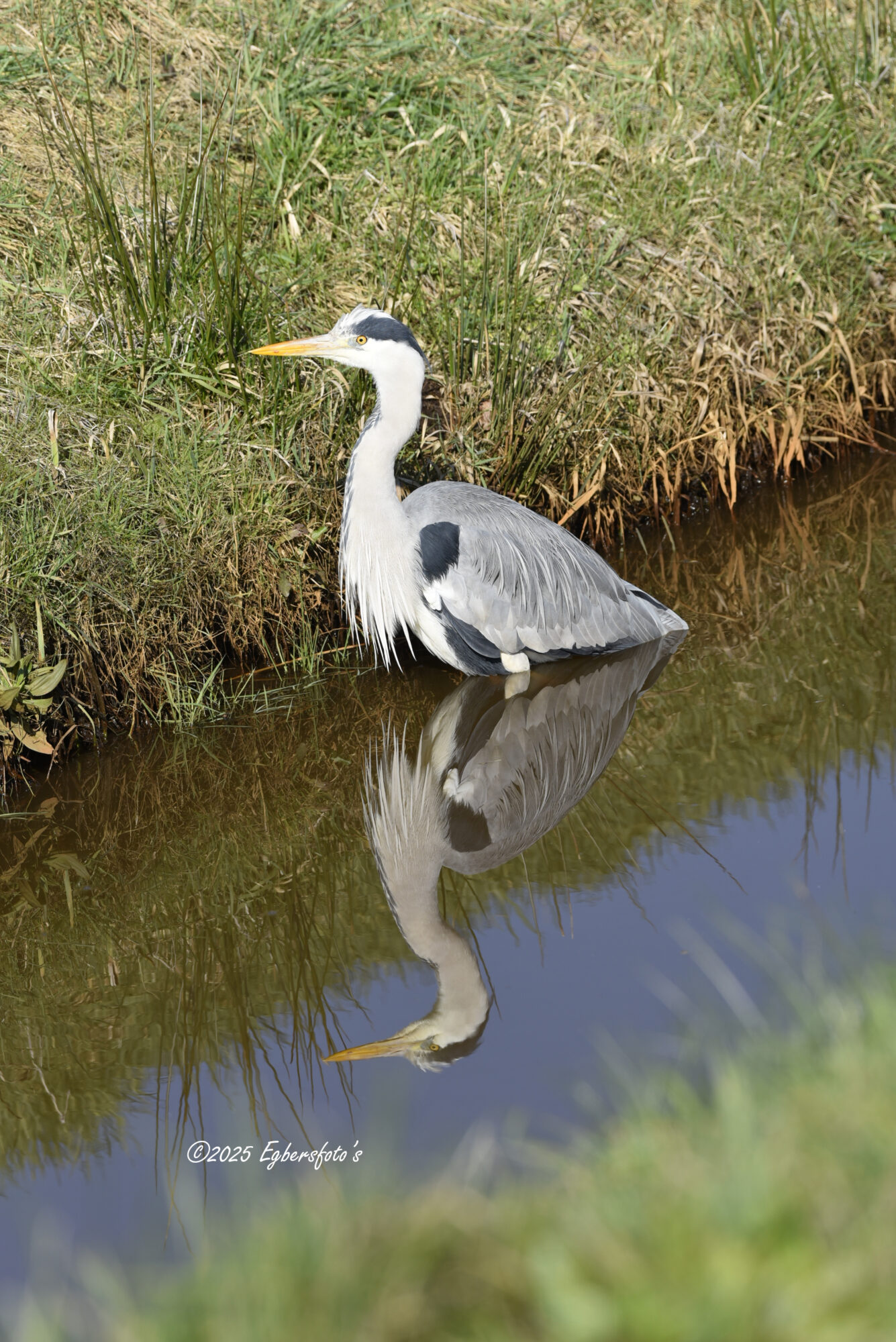 Reiger met spiegeling in de sloot