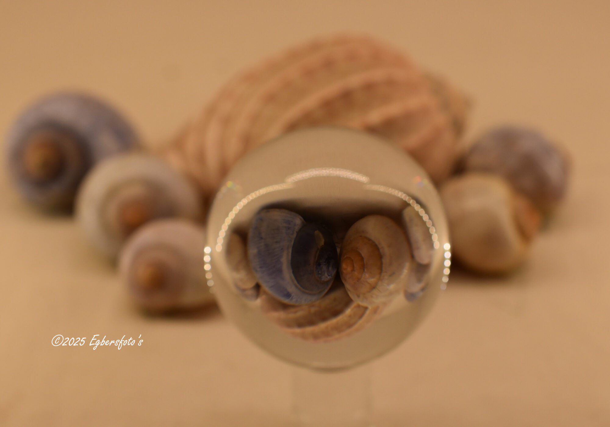 Bol met schelpen