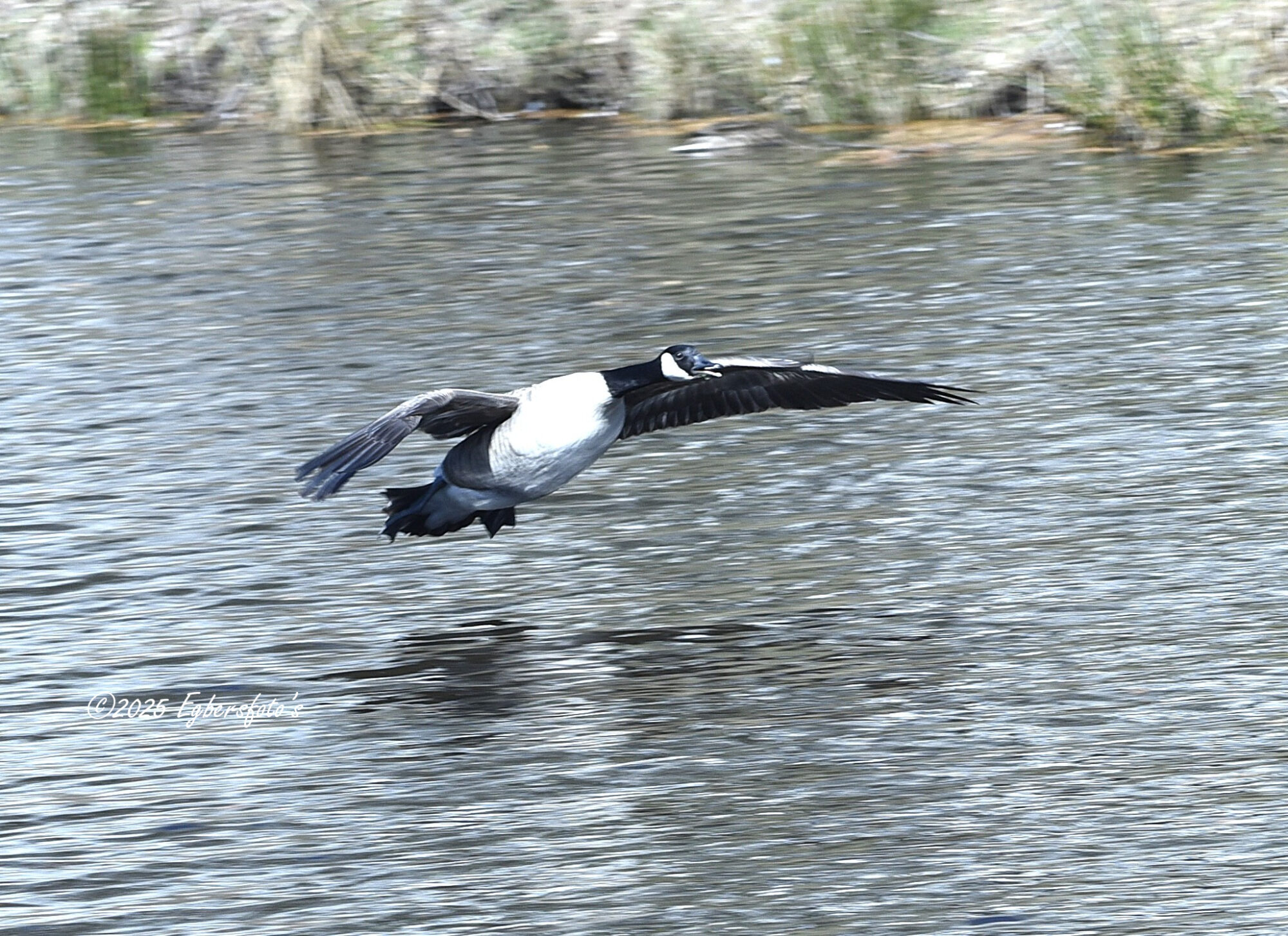 Canadese gans tijdens landing