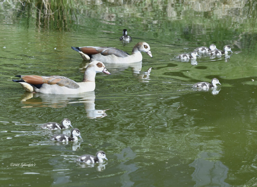 Nijl ganzen met jongen