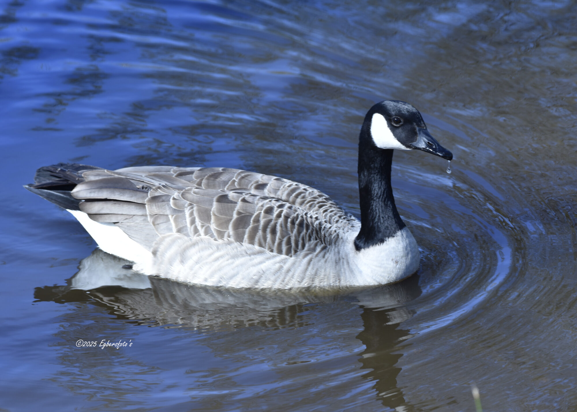 Canadese gans