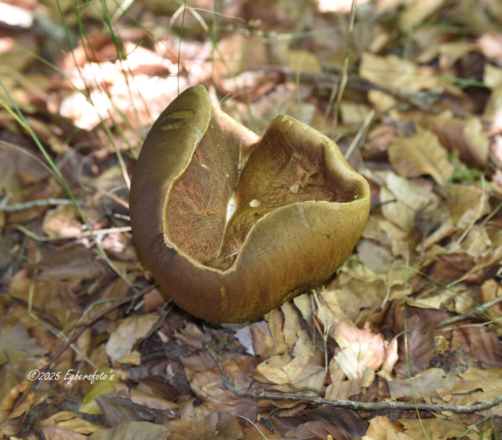 Onbekende paddenstoel