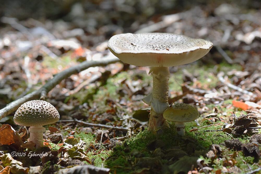 Onbekende paddenstoel
