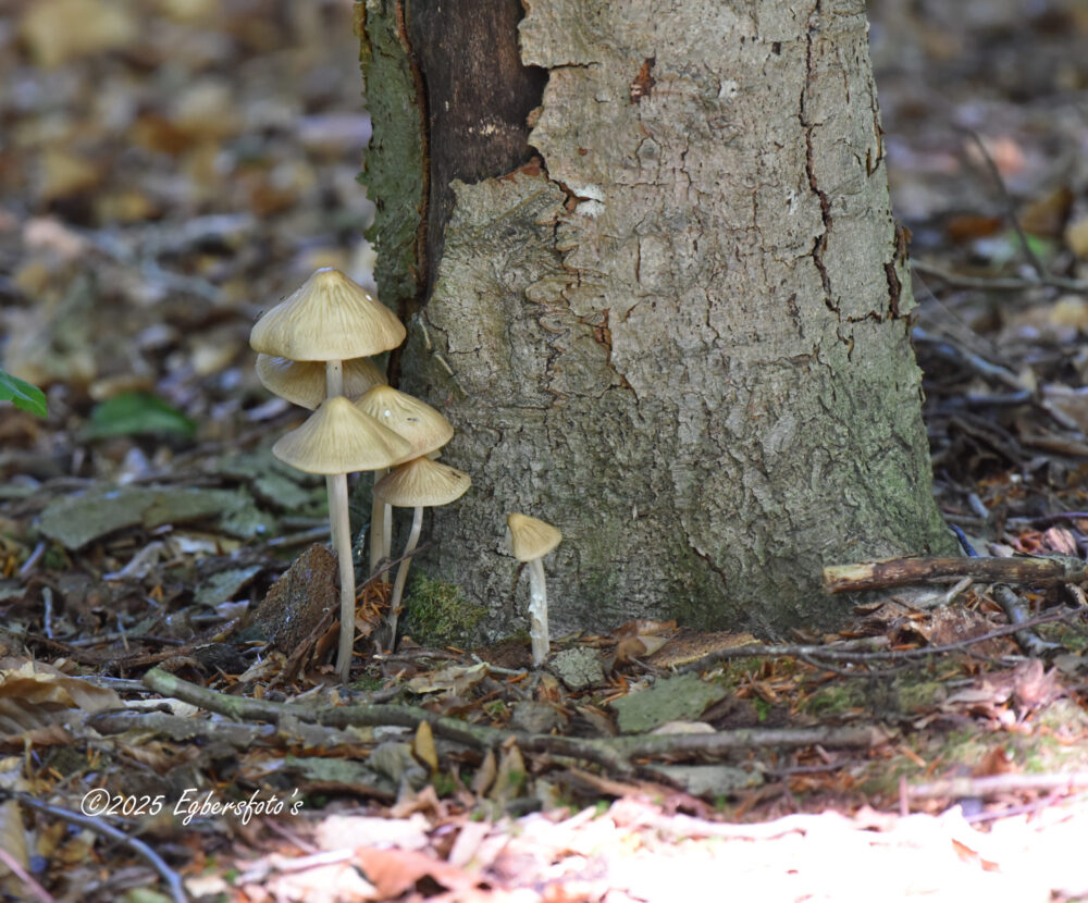 onbekende paddenstoel