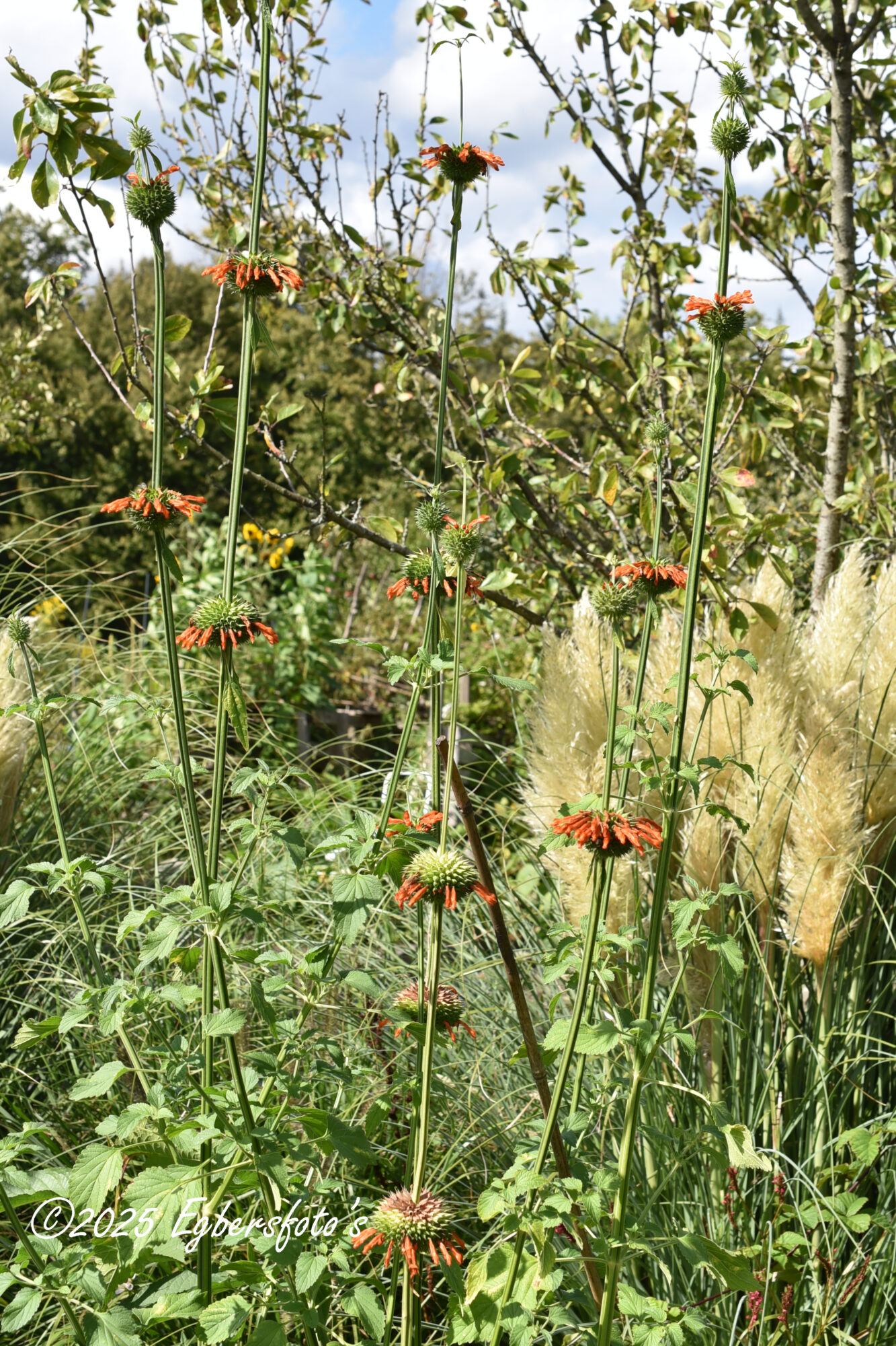 Leuwenstaart,Leeuwenoor