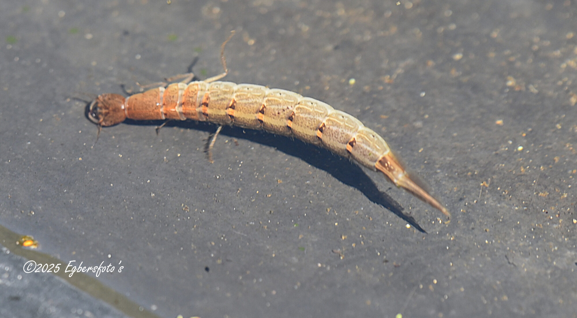 Larve van de geel gerande watertor