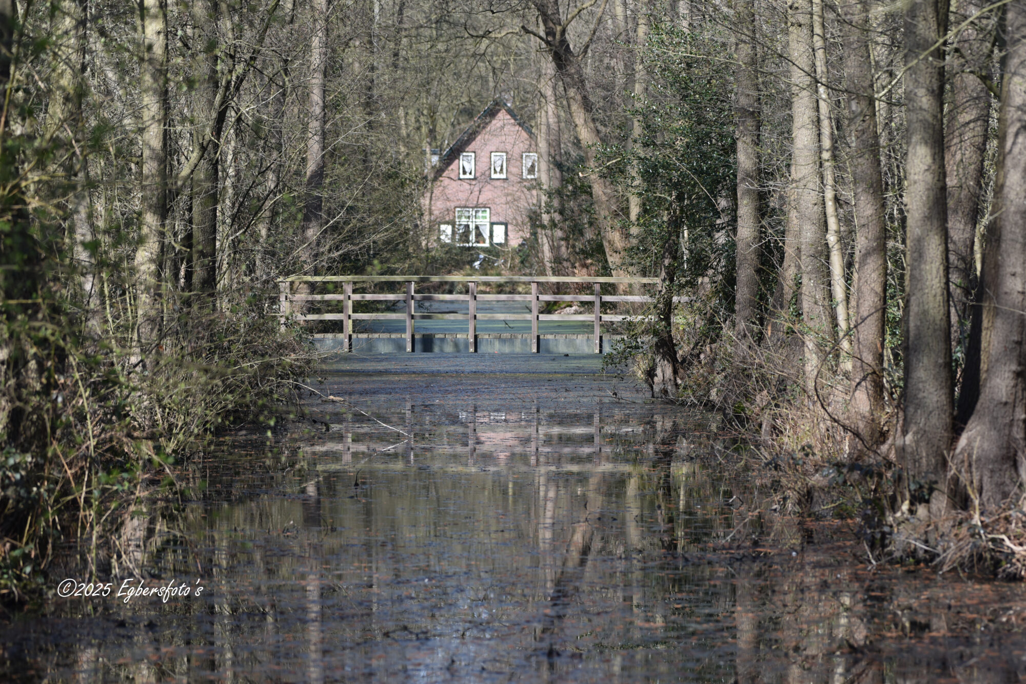 Bruggetje in het Slangenbosje