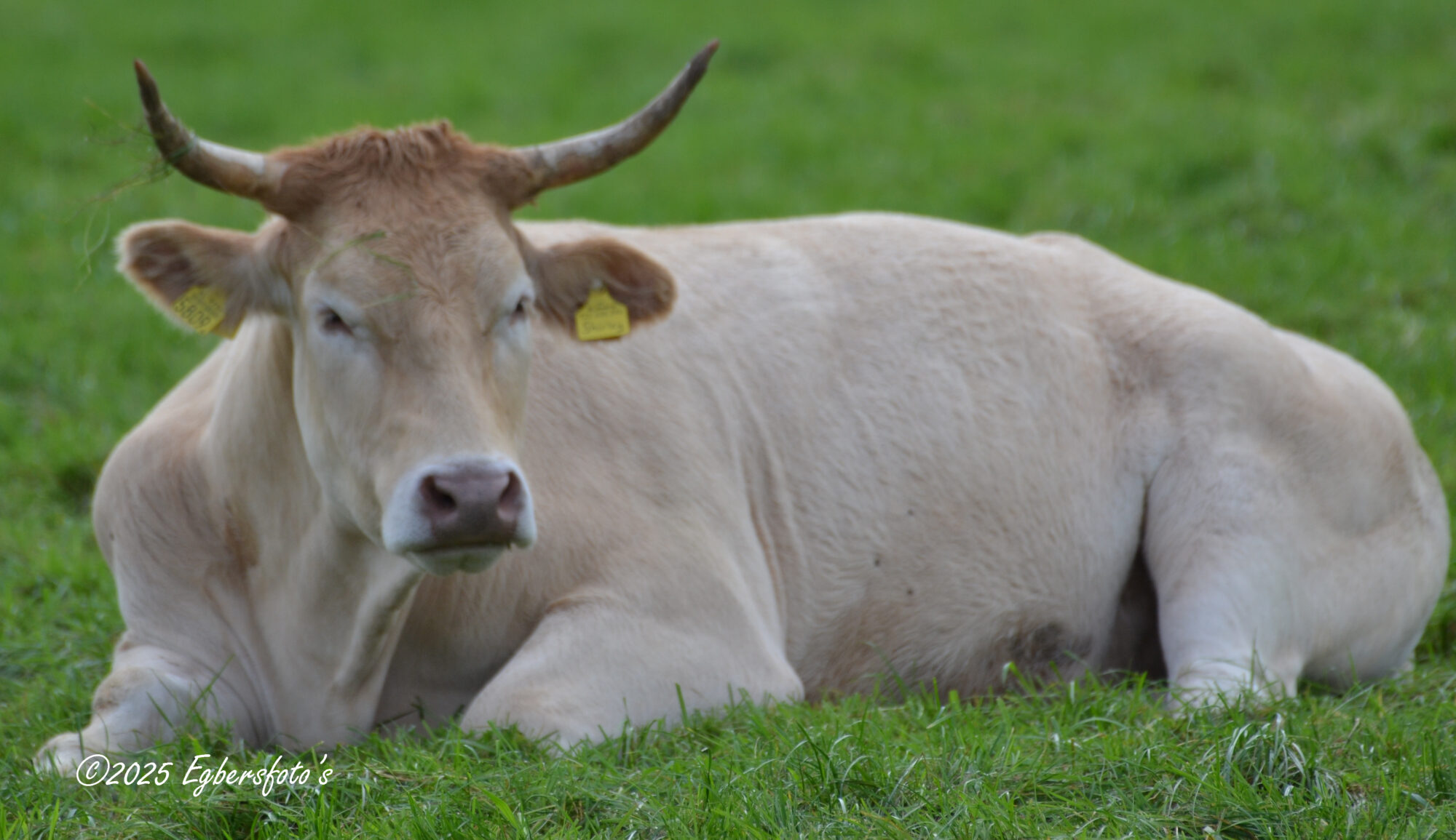 Charolais koe met horens