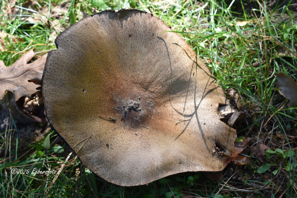 onbekende paddenstoel