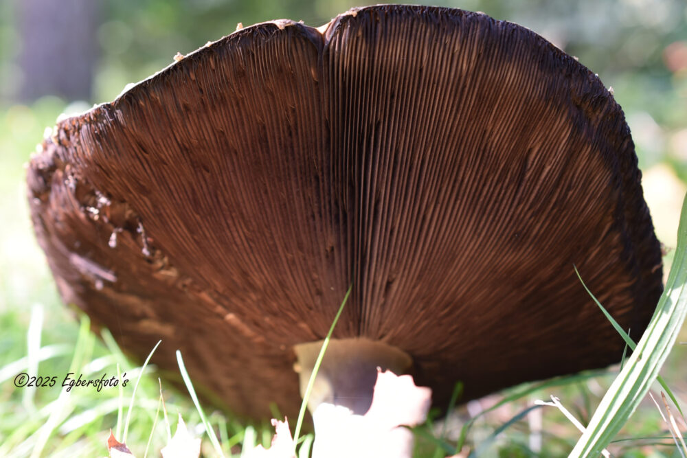 Sporen van paddenstoel