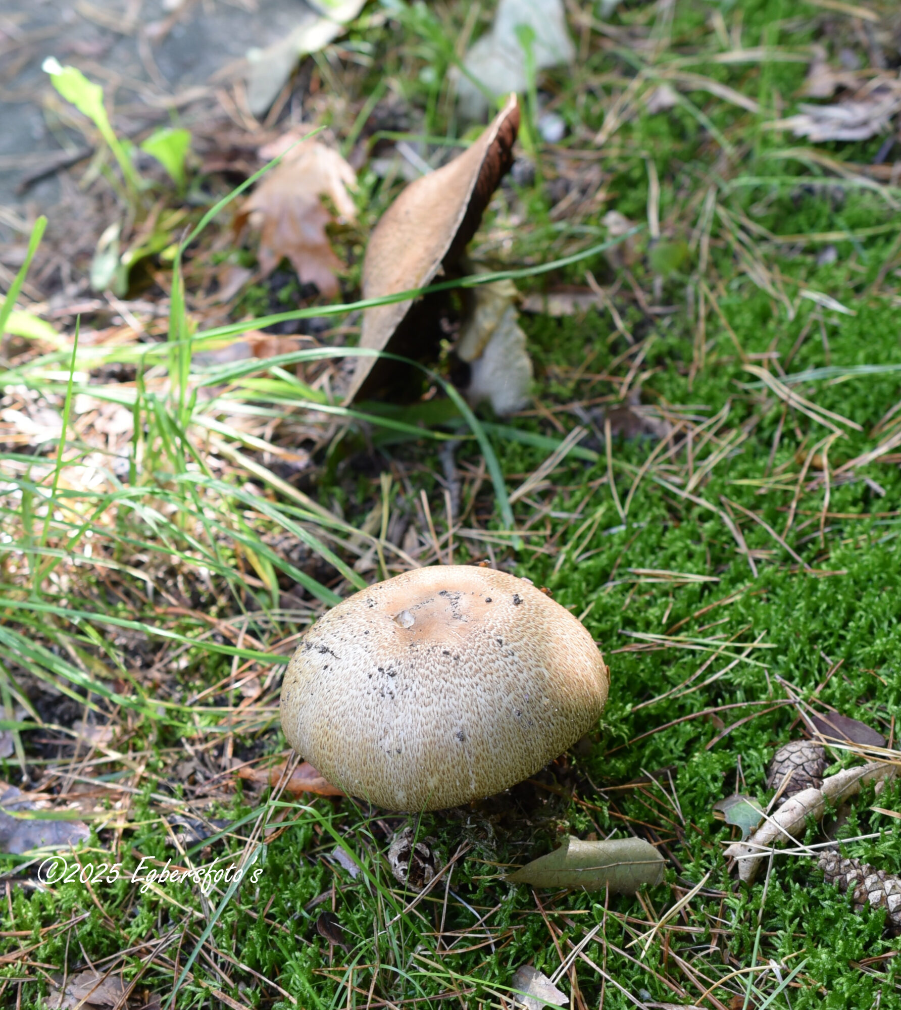 onbekende paddenstoel