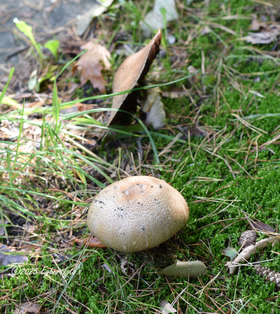 onbekende paddenstoel