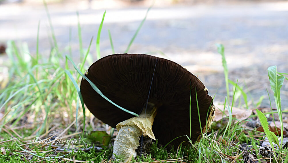 onbekende bruinen paddenstoel