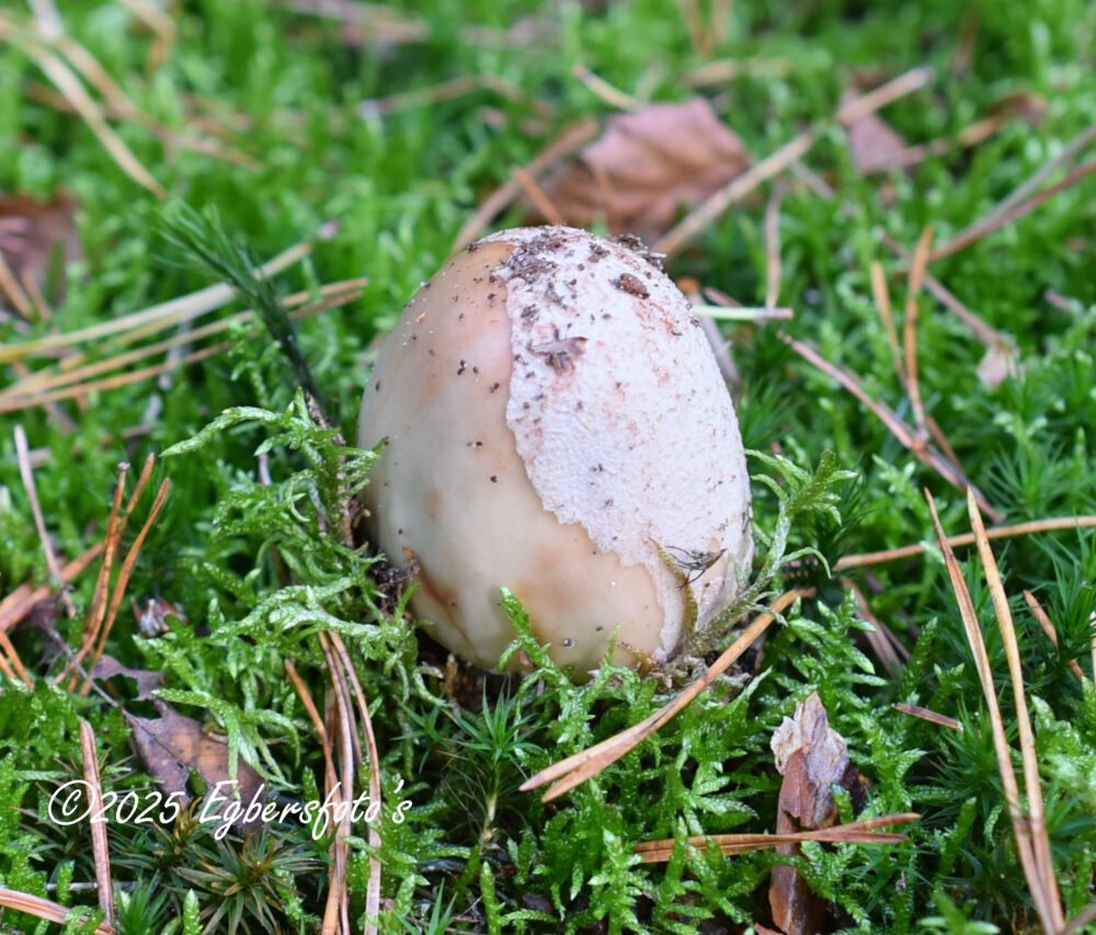 Het likt een ei maar is een zwam