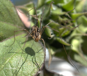 Hooiwagen op zonnebloem