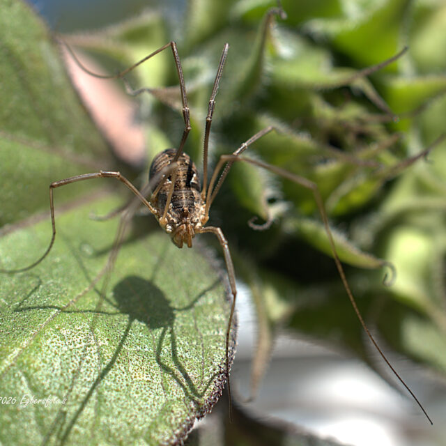 Hooiwagen op zonnebloem