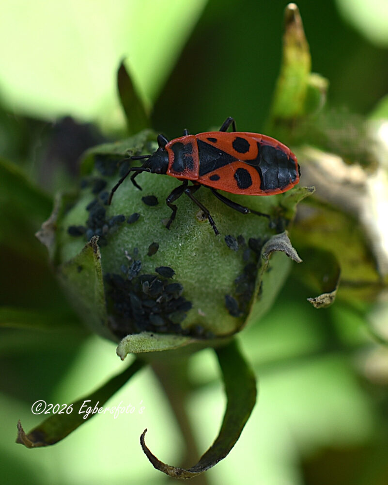Vuurwans met luizen op bloemknop